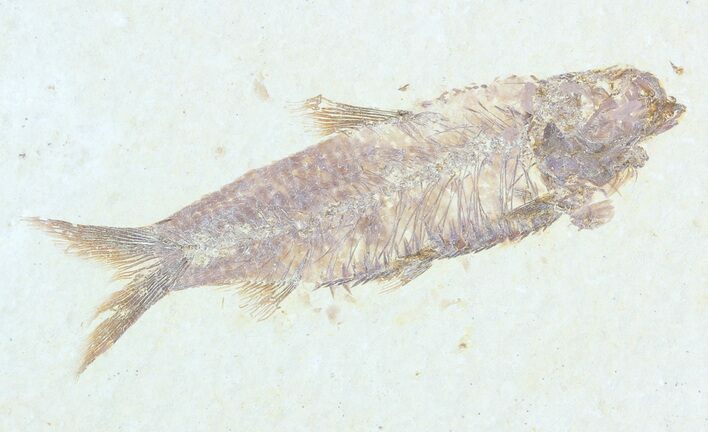 Knightia Fossil Fish - Wyoming #55305